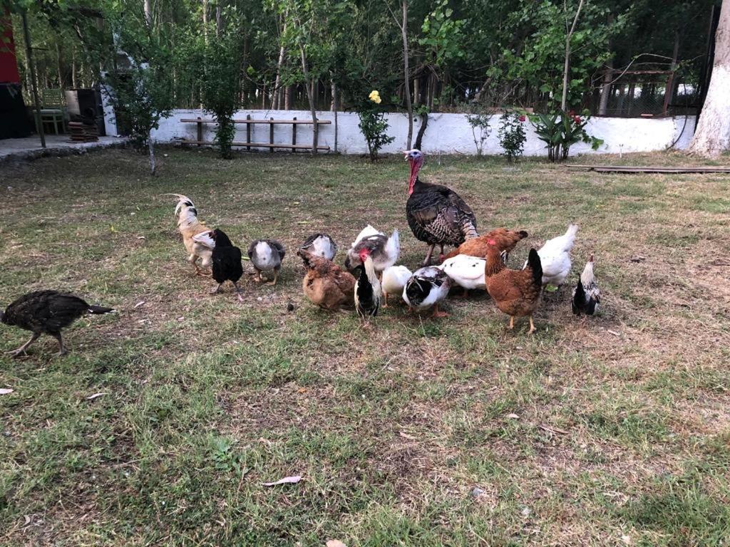 Likya Saklibahce Hotel Kemer  Buitenkant foto
